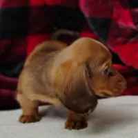 Max, a male Miniature Dachshund for sale in Arab, AL – Photo 4 of 10