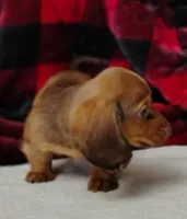 Max, a male Miniature Dachshund for sale in Arab, AL – Photo 4 of 10