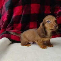 Max, a male Miniature Dachshund for sale in Arab, AL – Photo 8 of 10