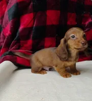 Max, a male Miniature Dachshund for sale in Arab, AL – Photo 8 of 10