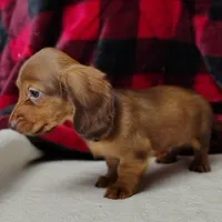 Max, a male Miniature Dachshund for sale in Arab, AL – Photo 2 of 10