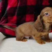 Max, a male Miniature Dachshund for sale in Arab, AL – Photo 5 of 10