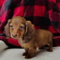 Max, a male Miniature Dachshund for sale in Arab, AL – Photo 3 of 10