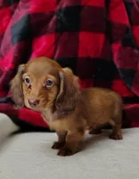 Max, a male Miniature Dachshund for sale in Arab, AL – Photo 3 of 10