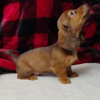 Max, a male Miniature Dachshund for sale in Arab, AL – Photo 7 of 10