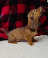 Max, a male Miniature Dachshund for sale in Arab, AL – Photo 7 of 10