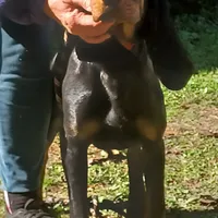 Brownie Hunter, a male American Black and Tan Coonhound for sale in Arab, AL – Photo 6 of 6