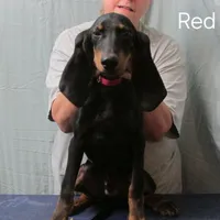 Brownie Hunter, a male American Black and Tan Coonhound for sale in Arab, AL – Photo 1 of 6