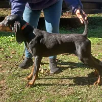 Brownie Hunter, a male American Black and Tan Coonhound for sale in Arab, AL – Photo 3 of 6