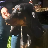 Brownie Hunter, a male American Black and Tan Coonhound for sale in Arab, AL – Photo 4 of 6