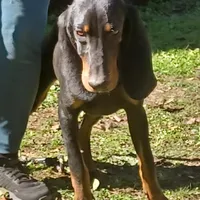 Brownie Hunter, a male American Black and Tan Coonhound for sale in Arab, AL – Photo 2 of 6