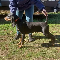 Brownie Hunter, a male American Black and Tan Coonhound for sale in Arab, AL – Photo 5 of 6