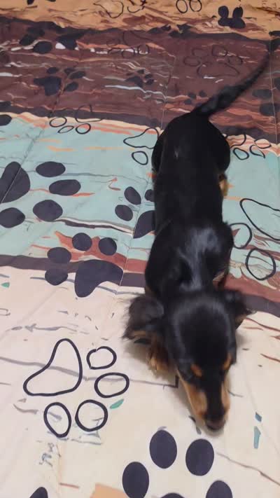 Valerie, a female Miniature Dachshund for sale in Arab, AL – 2 of 6