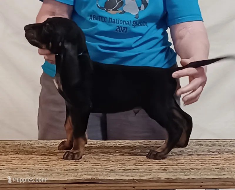 Barny – American Black and Tan Coonhound puppy for sale in Arab, AL