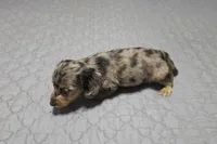 Boots, a male Miniature Dachshund for sale in Arab, AL – 7 of 9