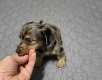 Boots, a male Miniature Dachshund for sale in Arab, AL – 4 of 9