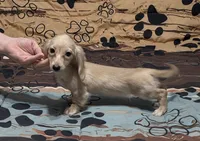 Little bit, a female Miniature Dachshund for sale in Arab, AL – 8 of 10