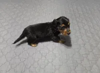 Dora, a female Miniature Dachshund for sale in Arab, AL – 3 of 7