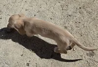 Little bit, a female Miniature Dachshund for sale in Arab, AL – 5 of 10