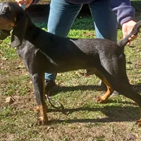 Little Boy Blue, a male American Black and Tan Coonhound for sale in Arab, AL – Photo 6 of 10