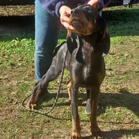 Little Boy Blue, a male American Black and Tan Coonhound for sale in Arab, AL – Photo 4 of 10
