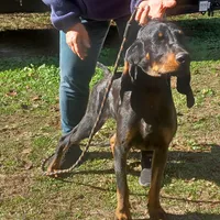 Little Boy Blue, a male American Black and Tan Coonhound for sale in Arab, AL – Photo 3 of 10