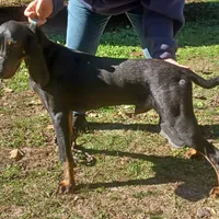 Little Boy Blue, a male American Black and Tan Coonhound for sale in Arab, AL – Photo 5 of 10