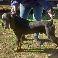 Little Boy Blue, a male American Black and Tan Coonhound for sale in Arab, AL – Photo 8 of 10