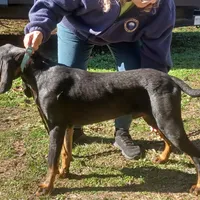 Little Boy Blue, a male American Black and Tan Coonhound for sale in Arab, AL – Photo 7 of 10
