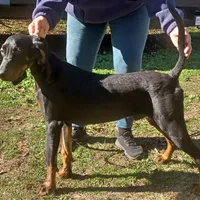 Little Boy Blue, a male American Black and Tan Coonhound for sale in Arab, AL – Photo 10 of 10