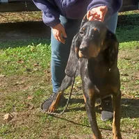 Little Boy Blue, a male American Black and Tan Coonhound for sale in Arab, AL – Photo 1 of 10