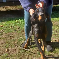 Little Boy Blue, a male American Black and Tan Coonhound for sale in Arab, AL – Photo 2 of 10