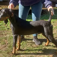 Little Boy Blue, a male American Black and Tan Coonhound for sale in Arab, AL – Photo 9 of 10