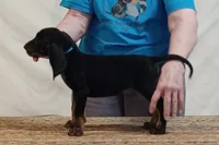 Andy, a male American Black and Tan Coonhound for sale in Arab, AL – 2 of 5