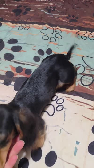 Dora, a female Miniature Dachshund for sale in Arab, AL – 2 of 6