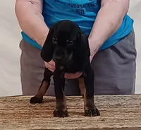 Charly, a male American Black and Tan Coonhound for sale in Arab, AL – 3 of 4