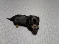 Valerie, a female Miniature Dachshund for sale in Arab, AL – 4 of 8