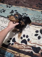 Dora, a female Miniature Dachshund for sale in Arab, AL – 3 of 6