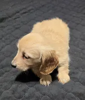 Bear, a male Miniature Dachshund for sale in Arab, AL – 9 of 9