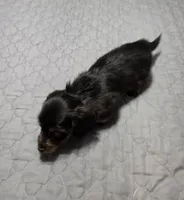 Valerie, a female Miniature Dachshund for sale in Arab, AL – 8 of 8