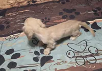 Little bit, a female Miniature Dachshund for sale in Arab, AL – 7 of 10