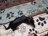 Valerie, a female Miniature Dachshund for sale in Arab, AL – 4 of 6