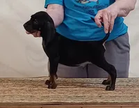Charly, a male American Black and Tan Coonhound for sale in Arab, AL – 2 of 4