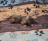 Benny, a male Miniature Dachshund for sale in Arab, AL – 9 of 10
