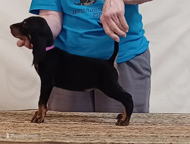Betty – American Black and Tan Coonhound puppy for sale in Arab, AL