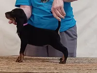 Betty, a female American Black and Tan Coonhound for sale in Arab, AL – 1 of 4
