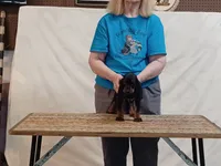 Eric, a male American Black and Tan Coonhound for sale in Arab, AL – 3 of 3
