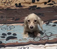 Little bit, a female Miniature Dachshund for sale in Arab, AL – 9 of 10