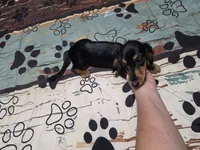 Valerie, a female Miniature Dachshund for sale in Arab, AL – 5 of 6