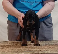 Devon, a male American Black and Tan Coonhound for sale in Arab, AL – 2 of 3